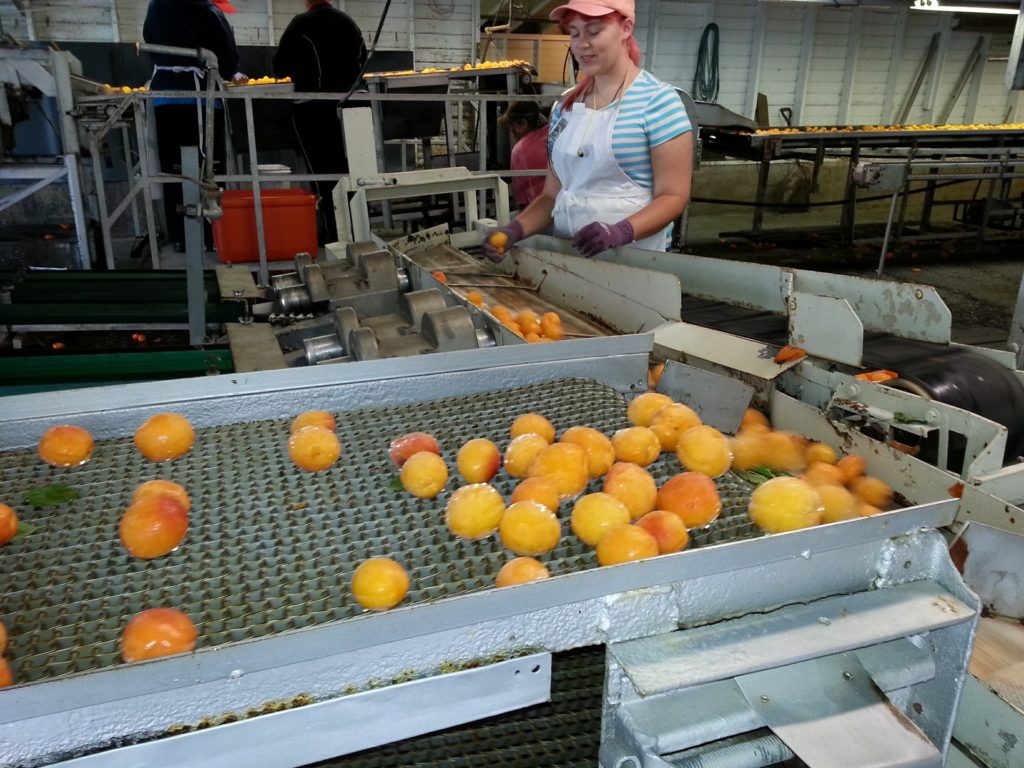 Food Processing Flammable Storage Lockers