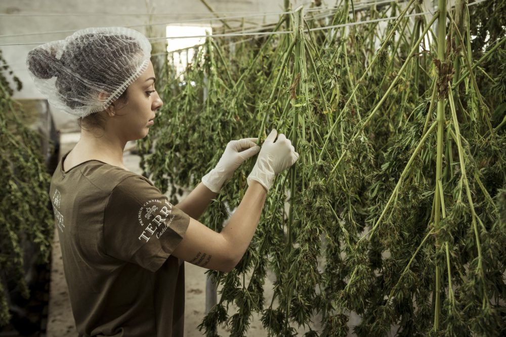 OSHA Marijuana and Cannabis Storage